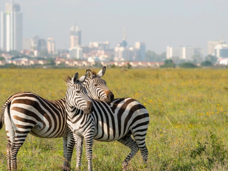 Nairobi National Park